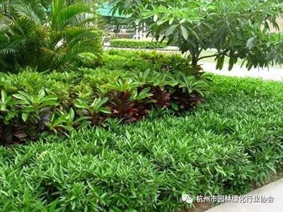 【工程施工】干貨!園林綠化種植技術(shù)17問