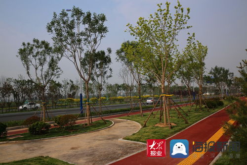 30項(xiàng)園林綠化項(xiàng)目98 以上成活率 濱州積極探索 五字訣 園林綠化模式